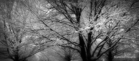 1-snow-tree-fence-1024x676