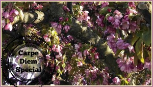 carpe diem special cherry blossoms