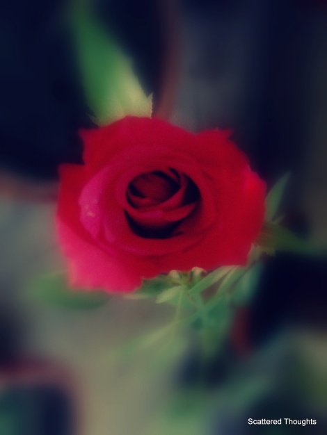 A Rose is a rose is a rose