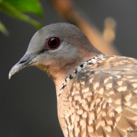 Birds We See Around: Spotted Doves (Spilopelia chinensis)